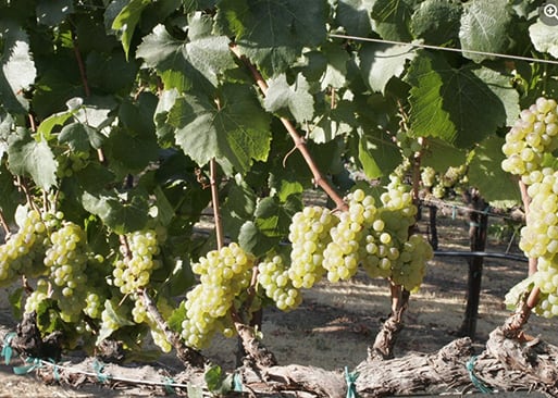 Costa Azul Winery