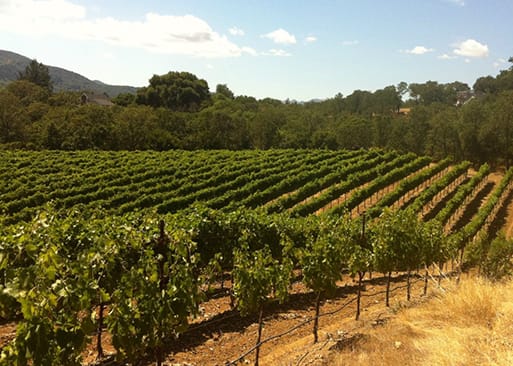 Costa Azul Winery