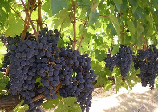 Photo 1 of 4: Costa Azul Winery