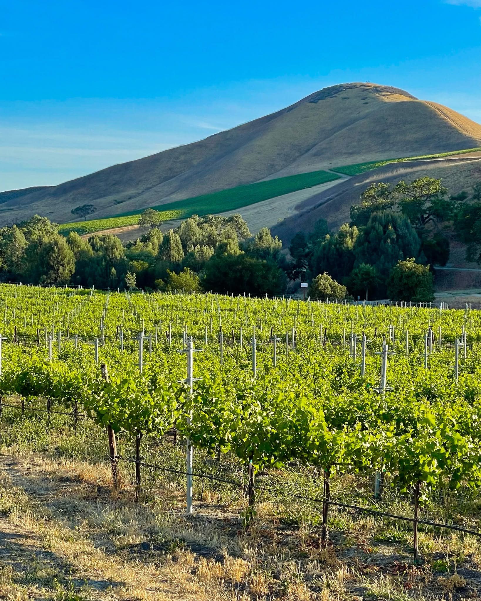 Star Lane Vineyard & Winery