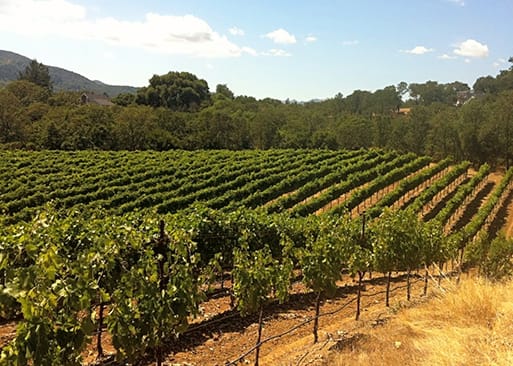Costa Azul Winery